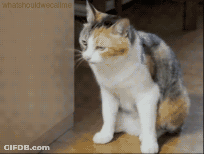 Welp Calico Cat Lying On The Floor GIF