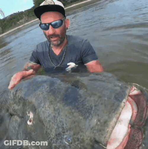 Wels Catfish Man Kiss GIF