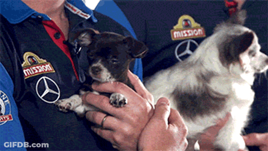 Western Carolina Team Bringing Their Pets On Match GIF