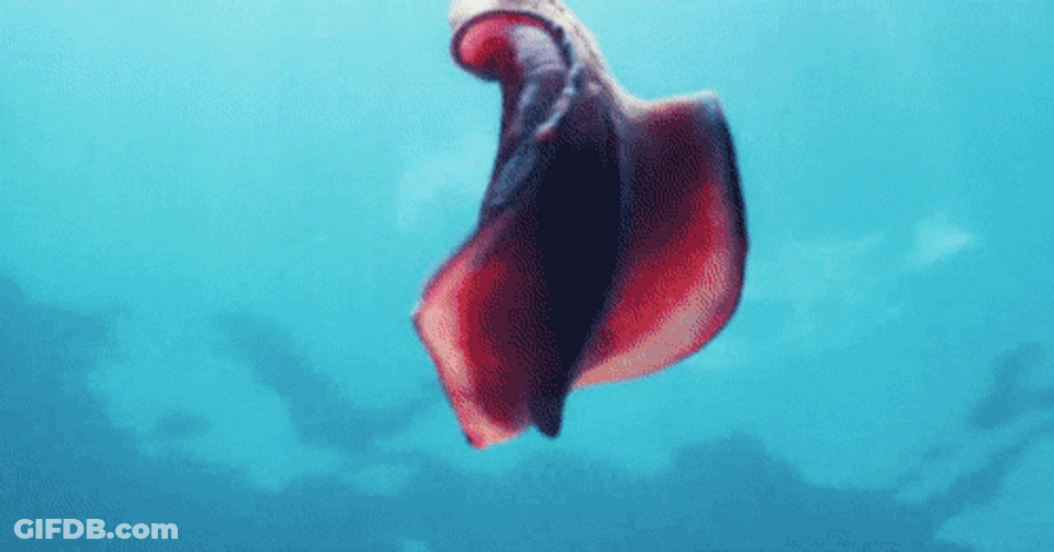 Wet Animal Spanish Dancer GIF