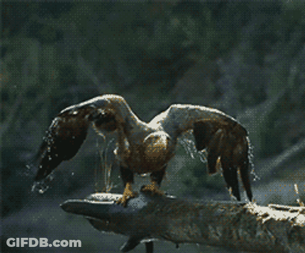 Wet Bald Eagle Flying GIF