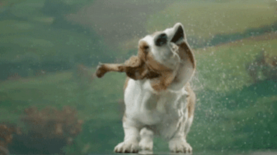 Wet Basset Hound Dog Shaking GIF