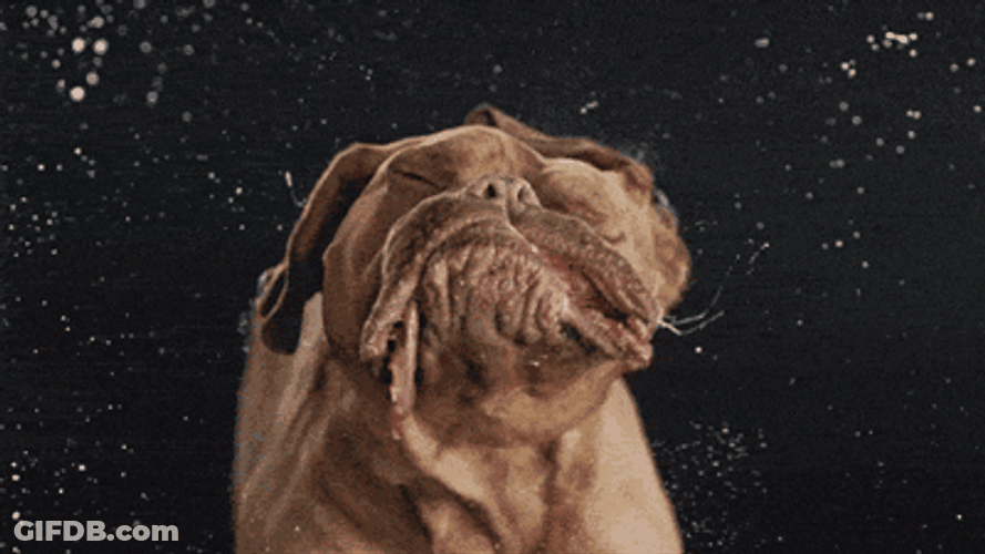 Wet Bulldog Shaking Body GIF