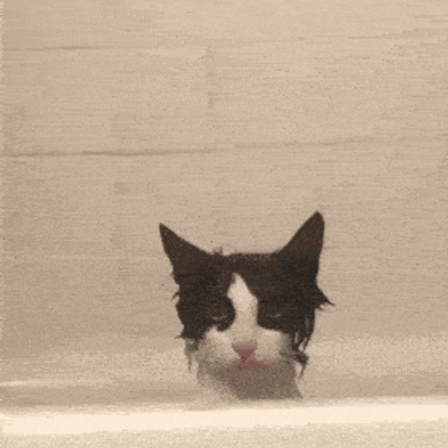 Wet Cat GIF