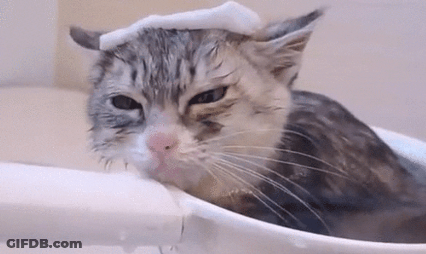 Wet Cat Shivering GIF
