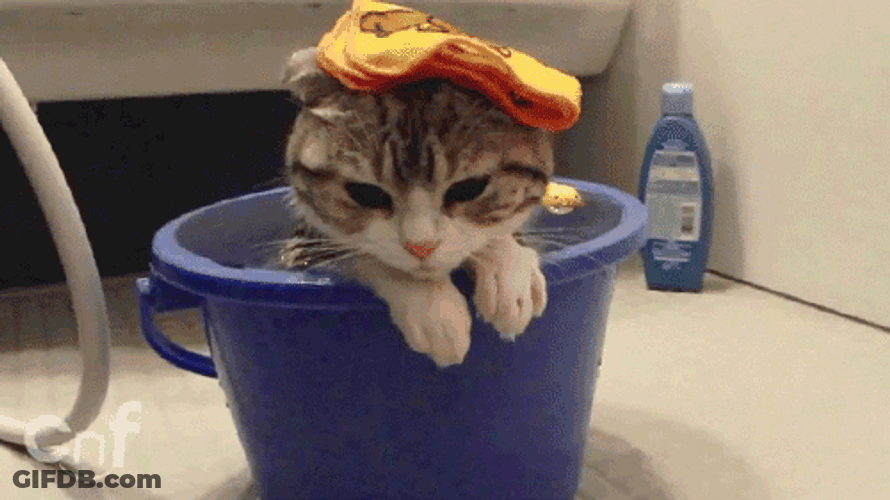Wet Cat Staring GIF