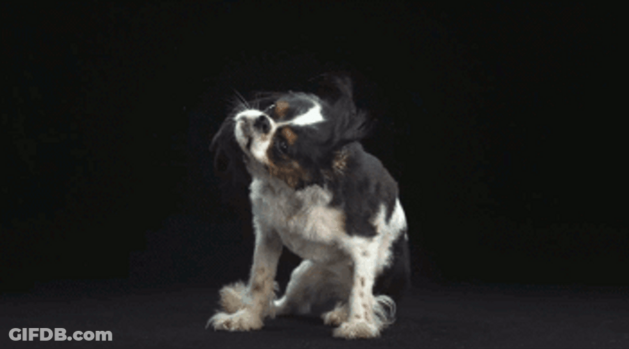 Wet Cavalier King Charles Spaniel Dog GIF