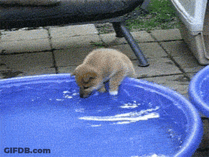 Wet Cute Dog GIF