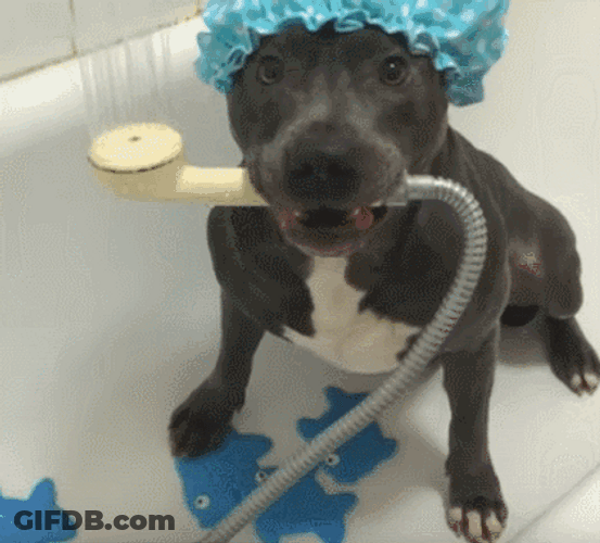 Wet Dog Funny GIF