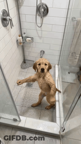 Wet Dog With Paws Up In Shower GIF