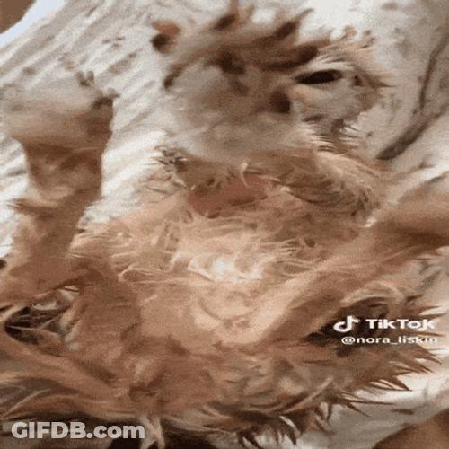 Wet Fennec Fox Feeling Cold GIF