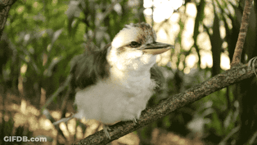 Wet Kookaburra Shaking Body GIF