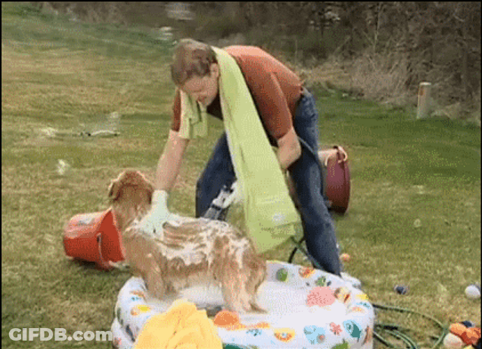 Wet Man Bathing The Dog GIF