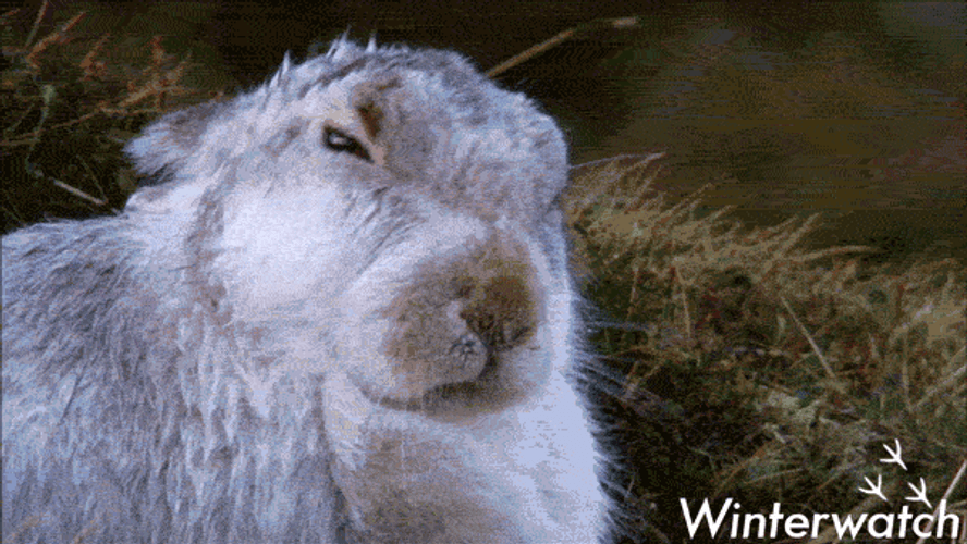 Wet Rabbit Shaking Off Body GIF