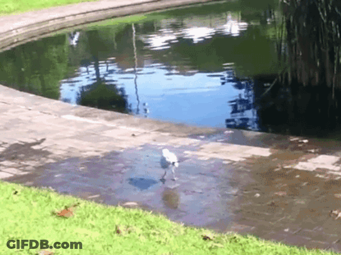 Wet Shaking Bird GIF