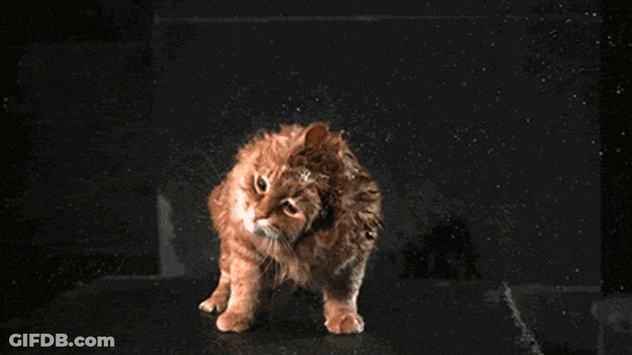 Wet Shaking Siberian Cat GIF