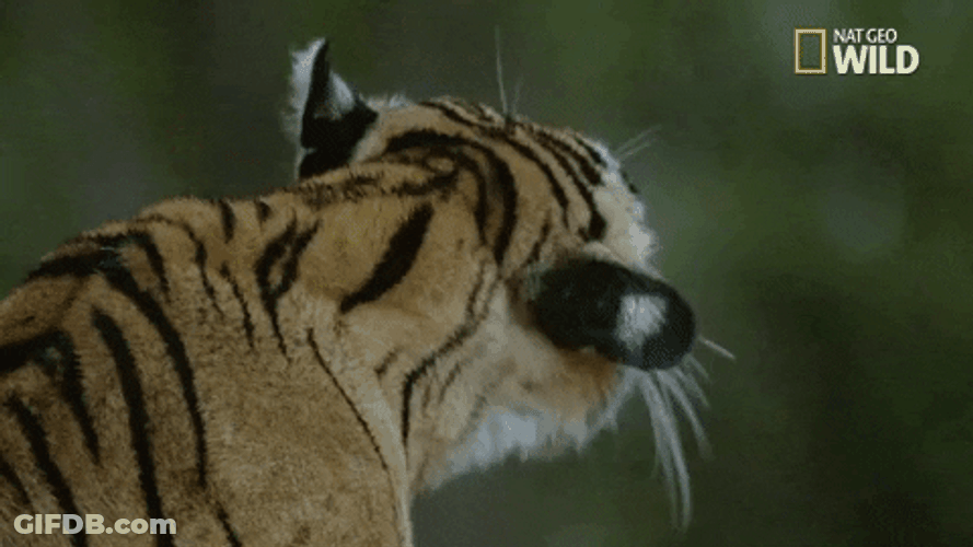 Wet Tiger Shaking Off GIF