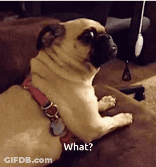 Whaaat Funny Pug Side Eyes GIF