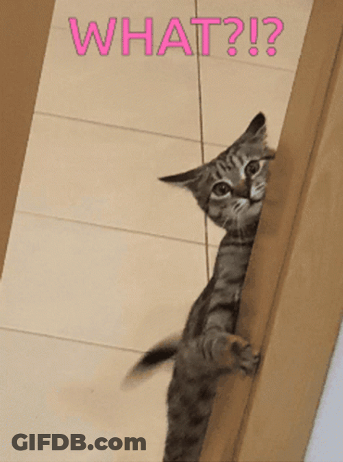 Whaaat Peeking Sneaky Cat GIF