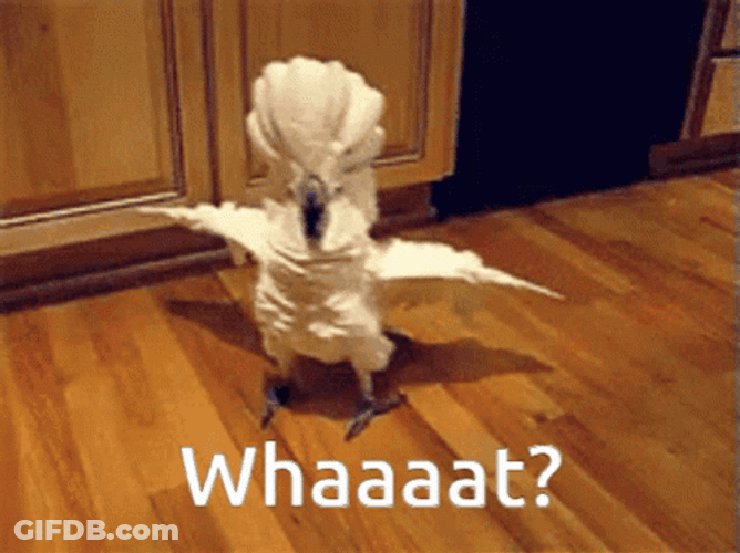 Whaaat Sassy Bird White Cockatoo GIF