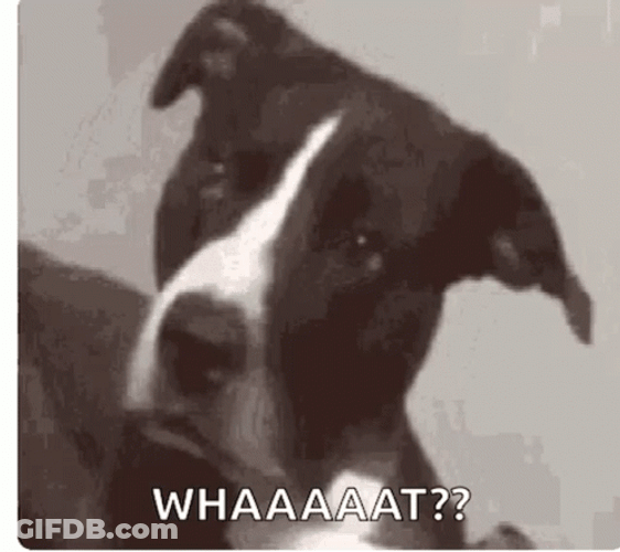 Whaaat Stunned Black And White Puppy GIF