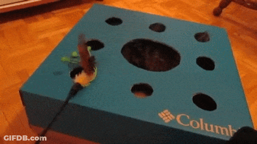 Whack A Mole Playing With Cat GIF