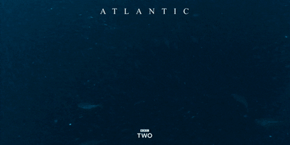 Whale BBC Two GIF