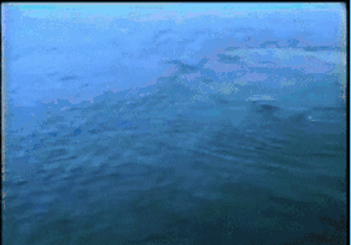 Whale Bubble Rings GIF