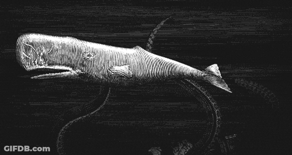 Whale Caught By Squid GIF
