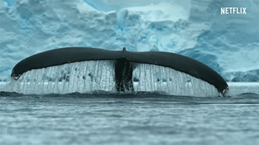 Whale Dive Tail GIF