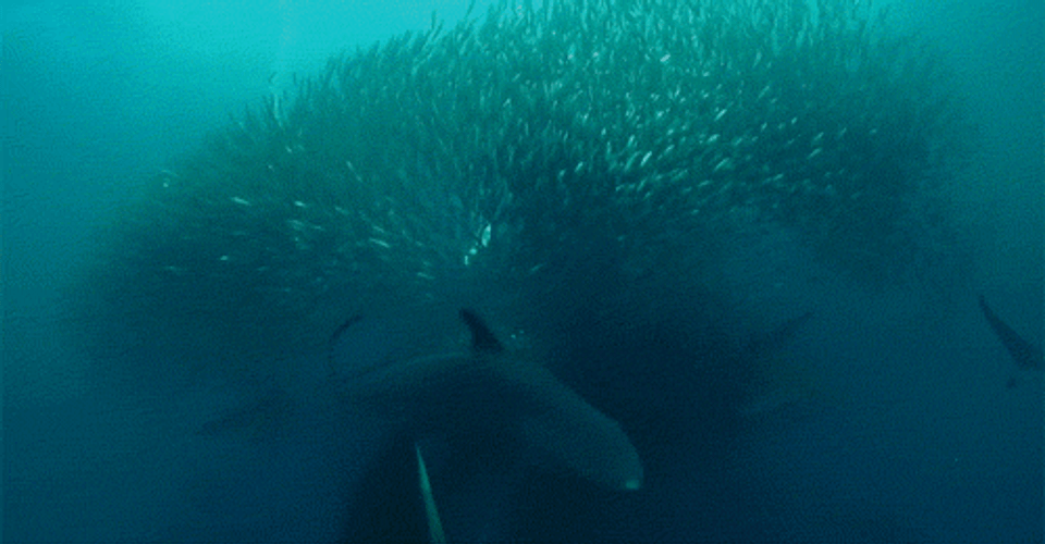 Whale Eat Fish GIF