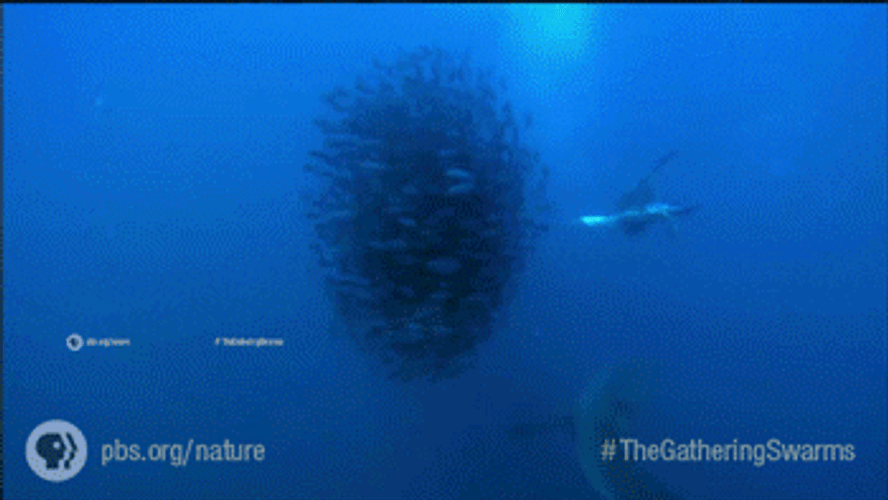 Whale Eating Nature PBS GIF