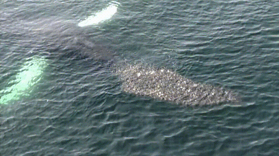 Whale Giant Mouth GIF