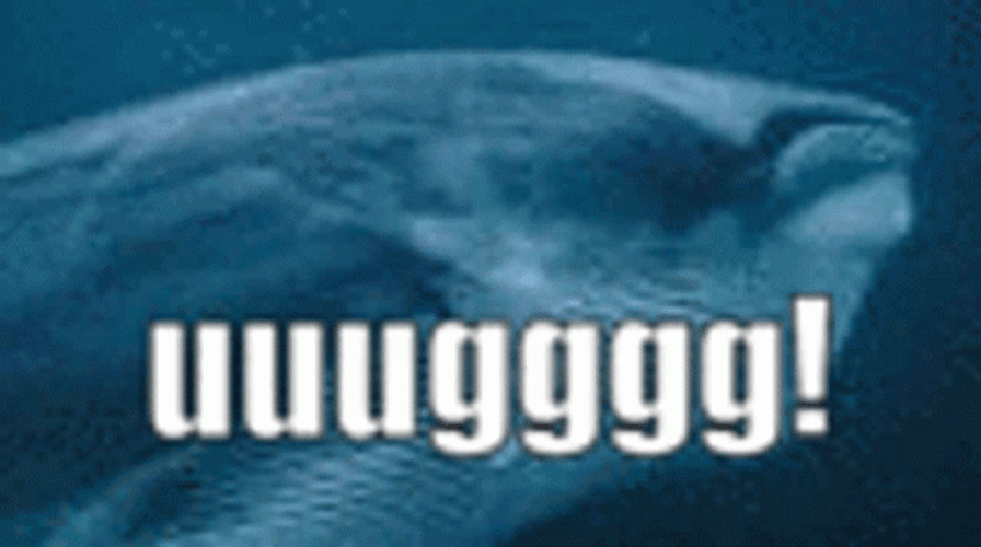 Whale I'm So Fat GIF