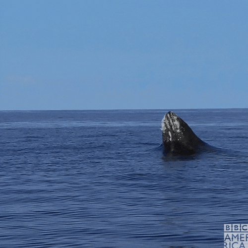 Whale Jumps BBC GIF