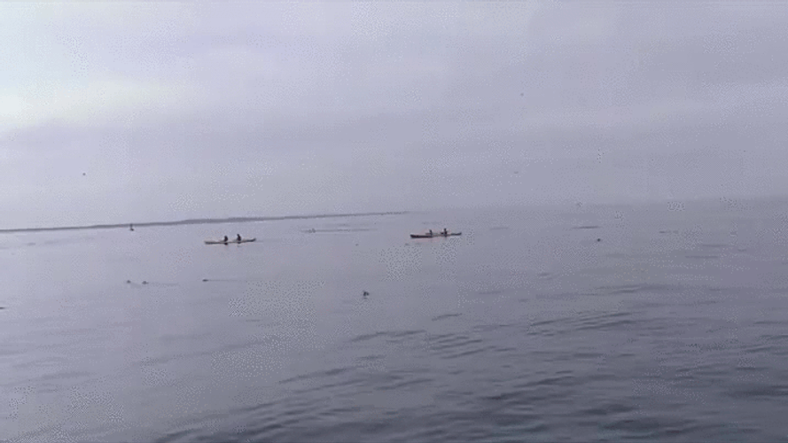 Whale Jumps Boat GIF