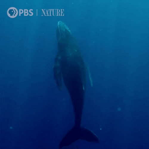 Whale Nature On PBS GIF