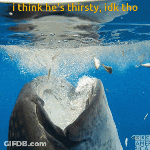 Whale Saying I Think He's Thirsty Idk Tho GIF