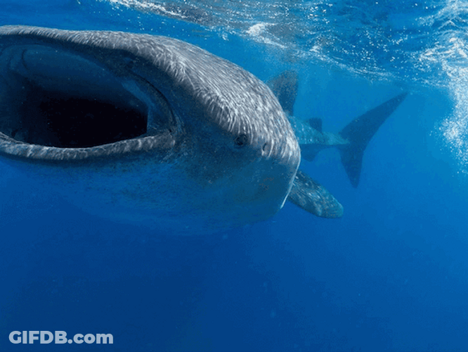 Whale Shark Big Mouth Filter Feeding GIF