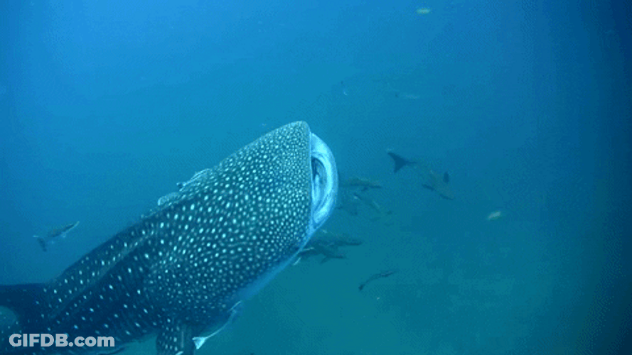 Whale Shark Inhaling Eating Fish GIF