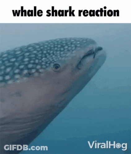 Whale Shark Reaction GIF