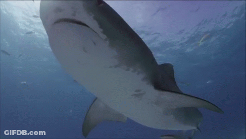 Whale Shark Swimming And Looking At Camera GIF