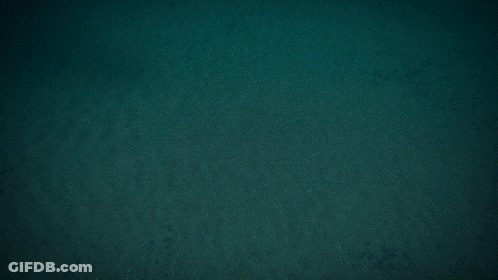 Whale Shark Swimming In Dark Waters GIF