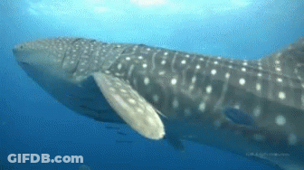 Whale Shark Swimming In Ocean GIF
