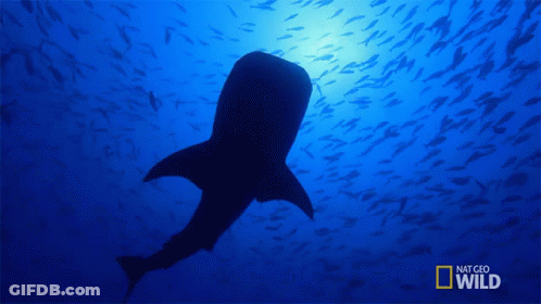 Whale Shark Swimming In Ocean With National Geographic Wild Logo GIF