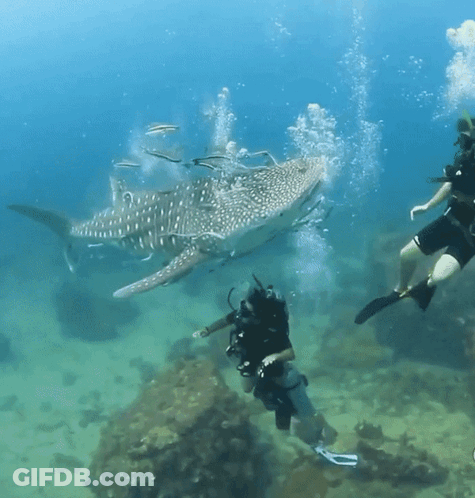 Whale Shark Swimming Near Diver GIF