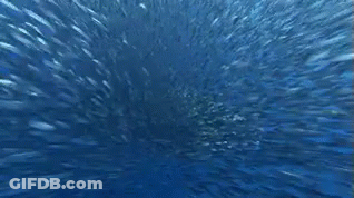 Whale Shark Swimming With Bubbles GIF