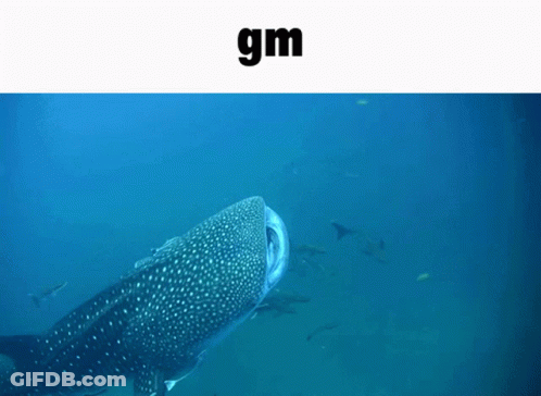 Whale Shark Swimming With Gm Above GIF