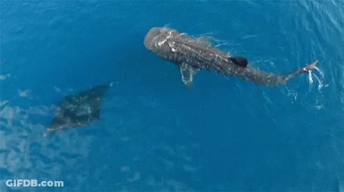 Whale Shark Swimming With Stingray GIF