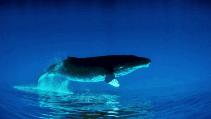 Whale Slow Motion Jump GIF